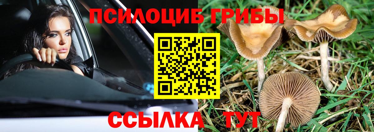 Псилоцибиновые грибы Cubensis Мирный